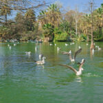 al nahda pond park