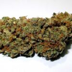 white rhino bud closeup after dry cure