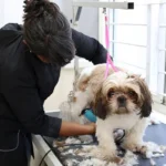 Dog Grooming