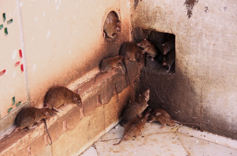 extermination de rats