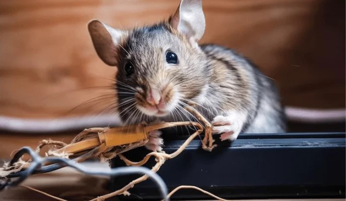 rodent control services in karachi