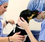 Veterinary Hospital