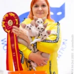 oriental shorthair kittens for sale