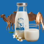 camel milk vs cow milk UAE