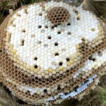 Why Bees Gather Around Garbage Disposal Areas and How to Stop It