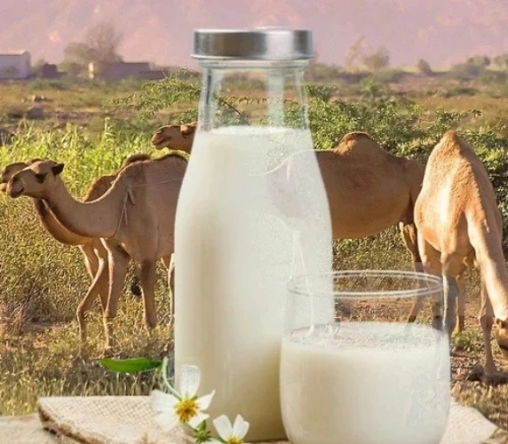 camel milk dubai