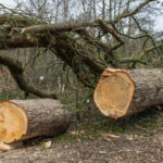 Tree Felling