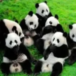 panda4