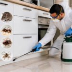 Pest Control Services Dubai