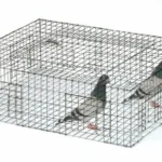 Pigeon Spikes