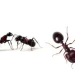 ant control services