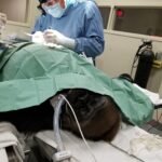 24 hour veterinarian emergency