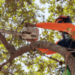 Bruno Ferazza Tree Service | Tree Care in North Highlands, CA